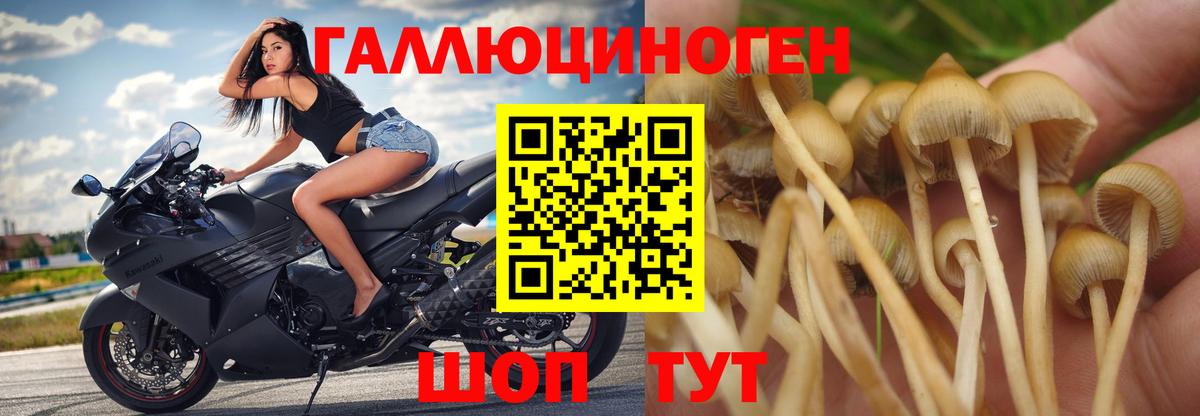 Аргун  Псилоцибиновые грибы MAGIC MUSHROOMS  Вход с VPN  Псилоцибиновые грибы GOLDEN TEACHER 